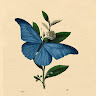 S.R.Sushmitha